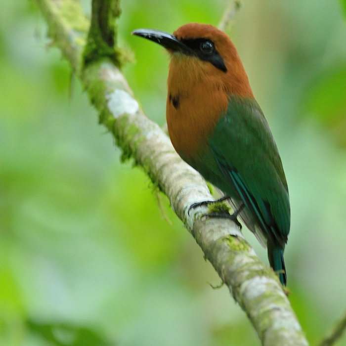 Broad-billed motmot (Electron platyrhynchum)